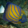 Pomacanthus Annularis adulte : 15 à 18 cm